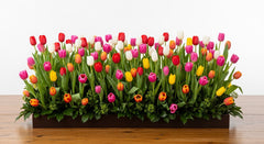 150 Tulipanes