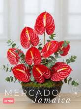 Arreglo con Anturio Rebeldes