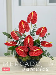 Arreglo con Anturio Rebeldes