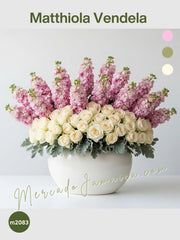 Matthiola Vendela
