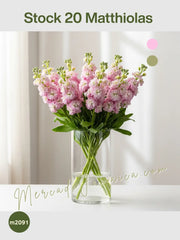 Arreglo Stock 20 Matthiolas Rosa Claro