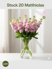 Arreglo Stock 20 Matthiolas Rosa Claro