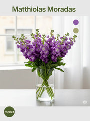 Arreglo Floral 20 Matthiolas Moradas