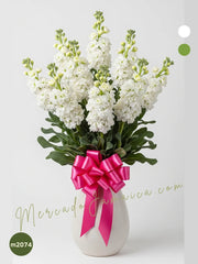 Arreglo con 10 Mathiolas Blancas