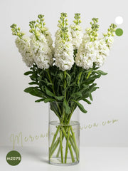 Arreglo con Matthiolas Blancas