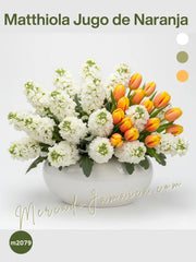 Matthiola Jugo de Naranja