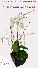 Envia Flores Mexico Orquídea Blanca Maura !