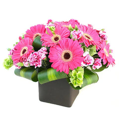 Gerberas Fucsia Orleans