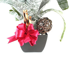 Bromelia Fasciata Pink