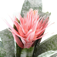 Bromelia Fasciata Pink