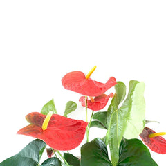 Planta Anturio Rojo en Base Negra