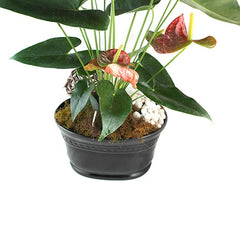 Planta Anturio Rojo en Base Negra