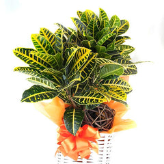 Arreglo Floral