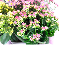 Canasta Blanca Kalanchoe Color !