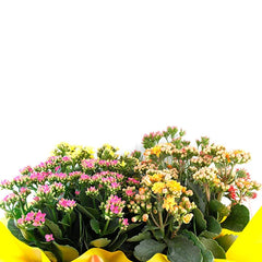 Kalanchoe Canasta Blanca