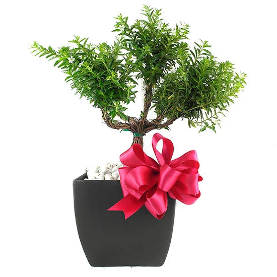Arreglo Floral