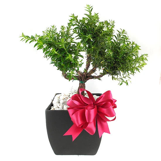 Arreglo Floral