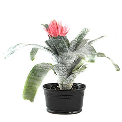 Planta Bromelia en Base de Ceramica Negra