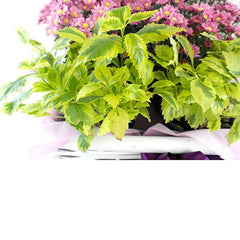 Plantas Margaritas en Canasta de Vara