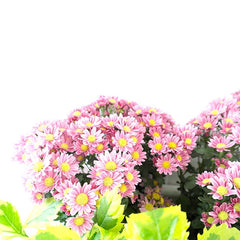 Plantas Margaritas en Canasta de Vara