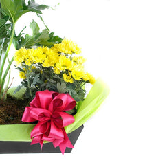 Garra de Leon con Margaritas !