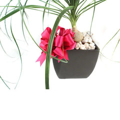 Pata de Elefante decorada