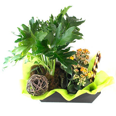 Garra de Leon con Kalanchoe de Color