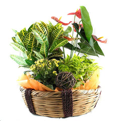 Canasta Flores Mixtas