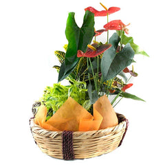 Canasta Flores Mixtas