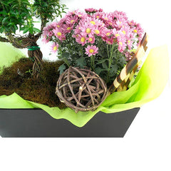 Trueno de Venus con Margaritas