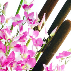 Arreglos con Flores Stargaizer Rojas Ginger Bull !