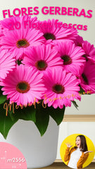 Arreglo con 20 Gerberas Enviamos a Domicilio Hoy