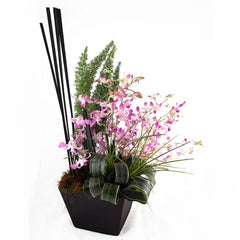 Enviar Flores Orquídea dendrobium !