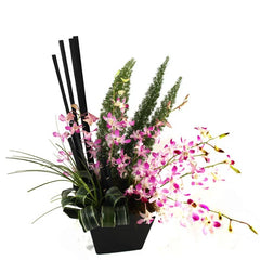 Enviar Flores Orquídea dendrobium !