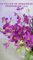 Tulipanes Rojos y Orquídeas Lila !