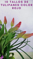 Tulipanes Rojos y Orquídeas Lila !