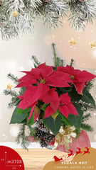 Planta Nochebuena en Florero de Vidrio !