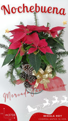 Planta Nochebuena en Florero de Vidrio !