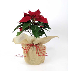 Arreglo Navidad Planta Nochebuena con Yute