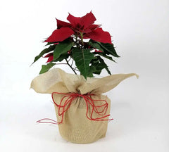 Arreglo Navidad Planta Nochebuena con Yute