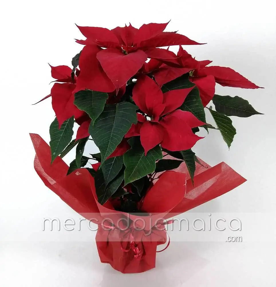 Arreglo Floral