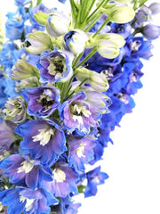 La Flor Perfecta delphinium