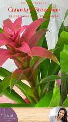 Canasta con Bromelias