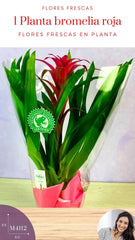Planta Bromelia Roja en Base de Ceramica Blanca O Color
