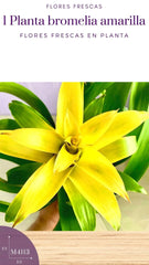 Bromelia Color Amarillo