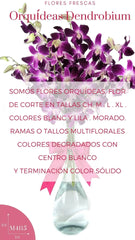 Orquídeas Lila dendrobium