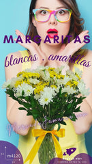 Margaritas Blancas y Amarillas !