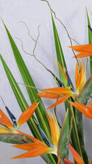 ¡Helios Ave de Paraiso y Rosas!