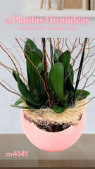 Arreglo con 2 Orquídeas Phalaenopsis Lila Doble Tallo