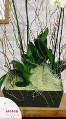 Arreglo 3 Orquídeas Blancas Encanto Mio Doble Tallo